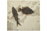 Two Fossil Fish (Cockerellites and Knightia) - Wyoming #203221-1